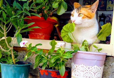 ayvalik sokak hayvanlari 1