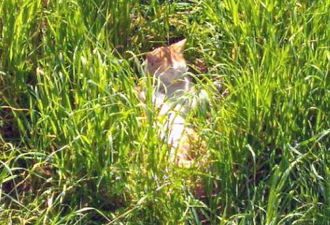 ayvalik sokak hayvanlari 10