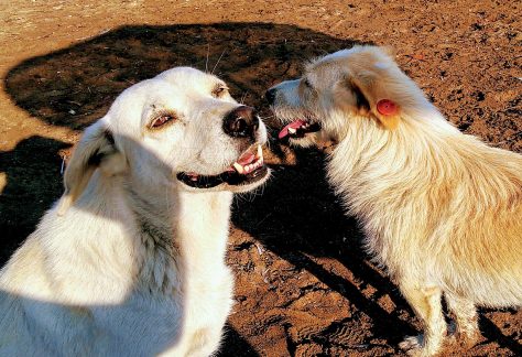 ayvalik sokak hayvanlari 11