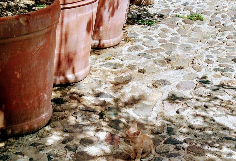 ayvalik sokak hayvanlari 13