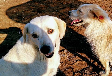 ayvalik sokak hayvanlari 14 1