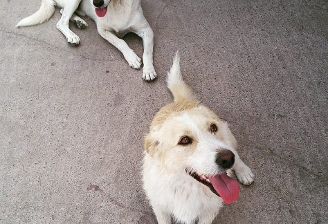 ayvalik sokak hayvanlari 2