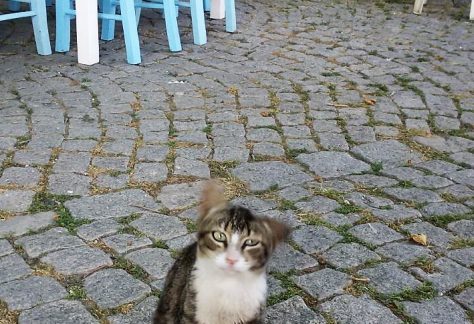 ayvalik sokak hayvanlari 3