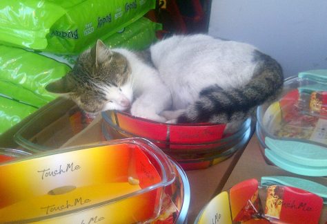 ayvalik sokak hayvanlari 5