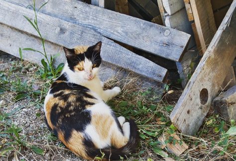 ayvalik sokak hayvanlari 6