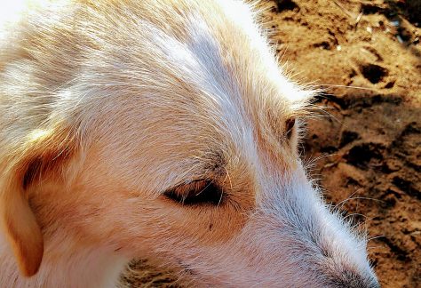 ayvalik sokak hayvanlari 7