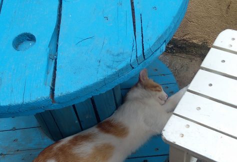 ayvalik sokak hayvanlari 8 scaled