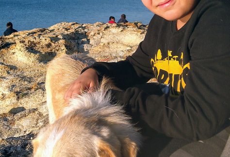 ayvalik sokak hayvanlari 9 scaled