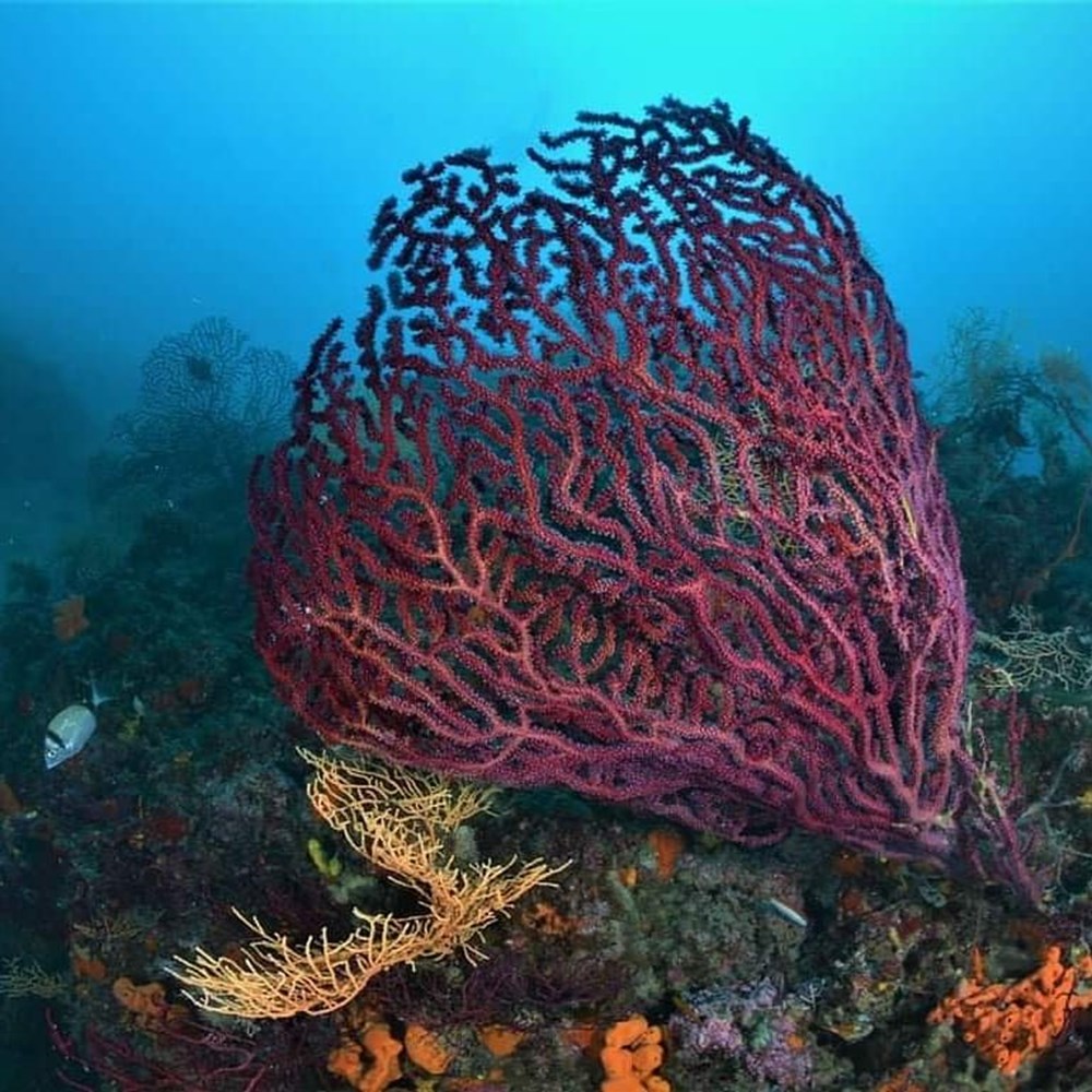 Dünyada sadece 2 yerde: Ayvalık’ın kırmızı mercanları keşfedilmeyi bekliyor